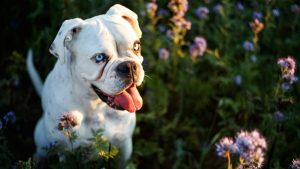 Cachorro em ambiente externo durante a Primavera