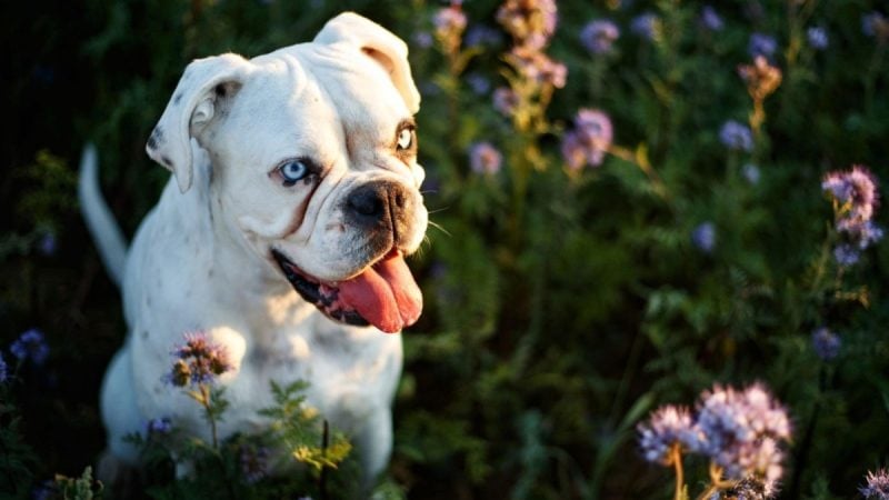 Cachorro em ambiente externo durante a Primavera