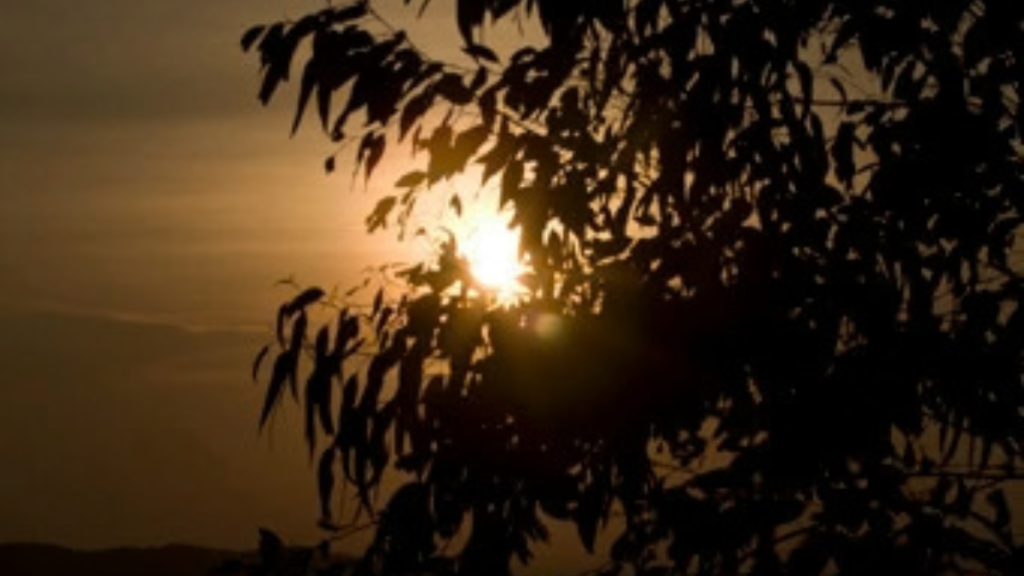 Pôr do sol ao fundo com o céu em tons dourados e laranjas, enquanto a silhueta de folhas e galhos forma uma moldura escura na imagem.