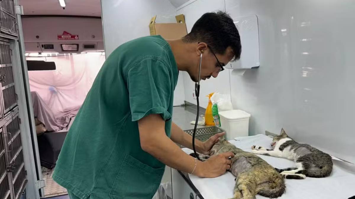 Veterinário durante atendimento de um animal.