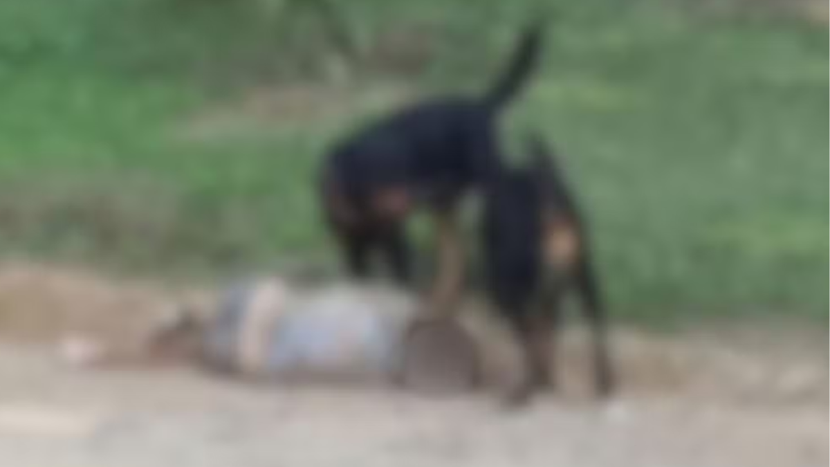 Idosa sofre fraturas e perde orelhas após ataque de rottweilers em Amparo