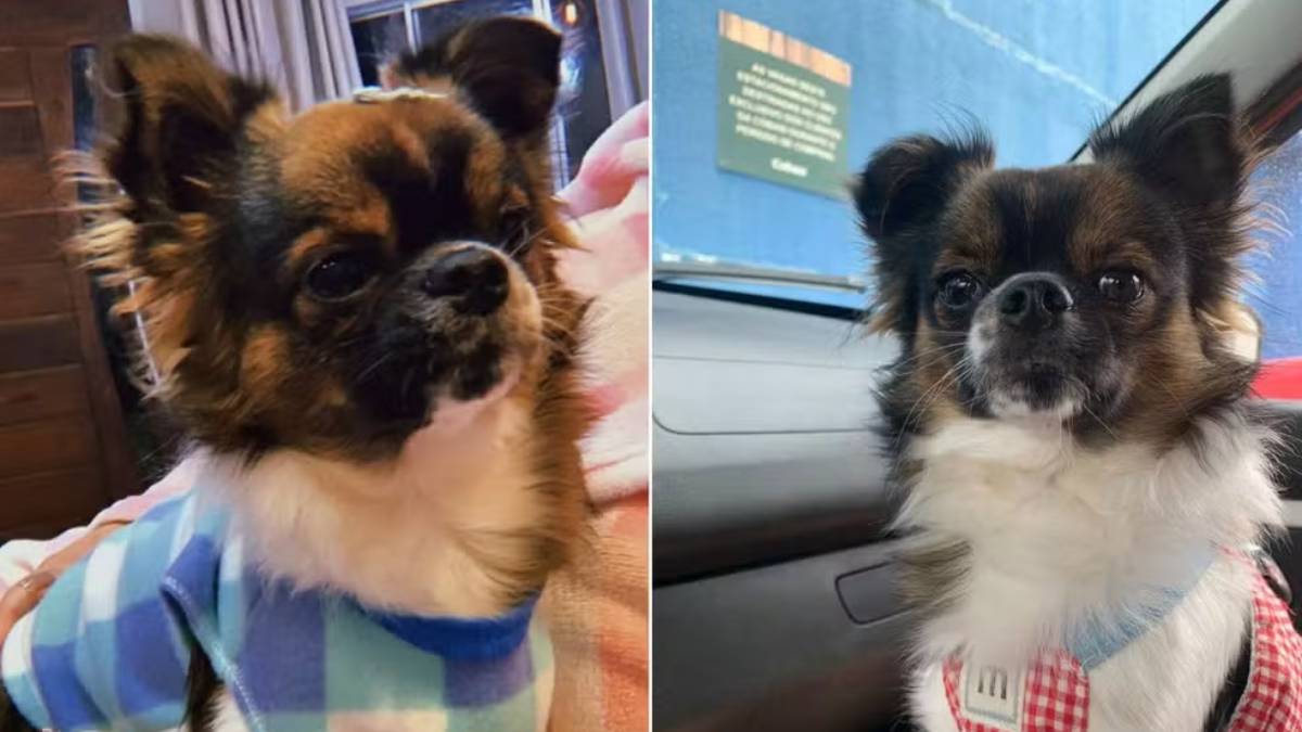 Cachorro Chihuahua Apolo após sofrer ferimentos durante ataque em Mongaguá