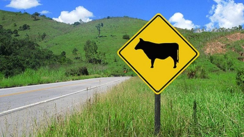 Placa orienta sobre cuidados ao encontrar animais silvestres em Atibaia
