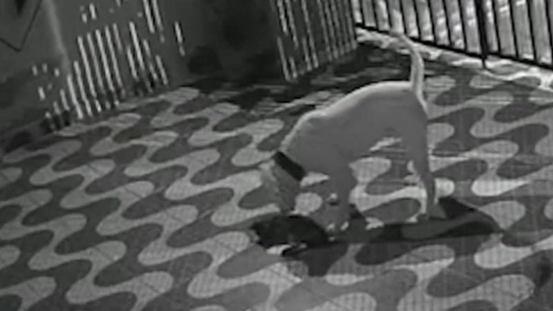 Câmera de segurança registra veículo envolvido no abandono de um filhote de gato em Campinas