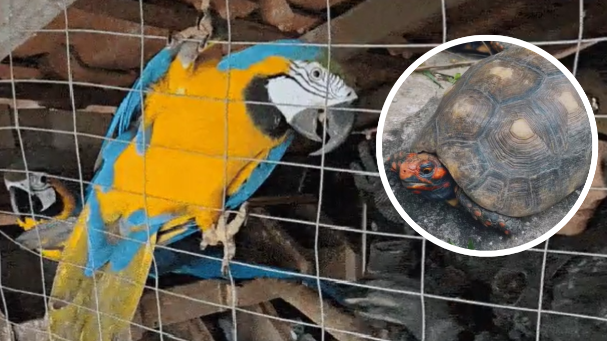 Canto de araras leva Polícia Ambiental a cativeiro irregular com seis animais em Bertioga