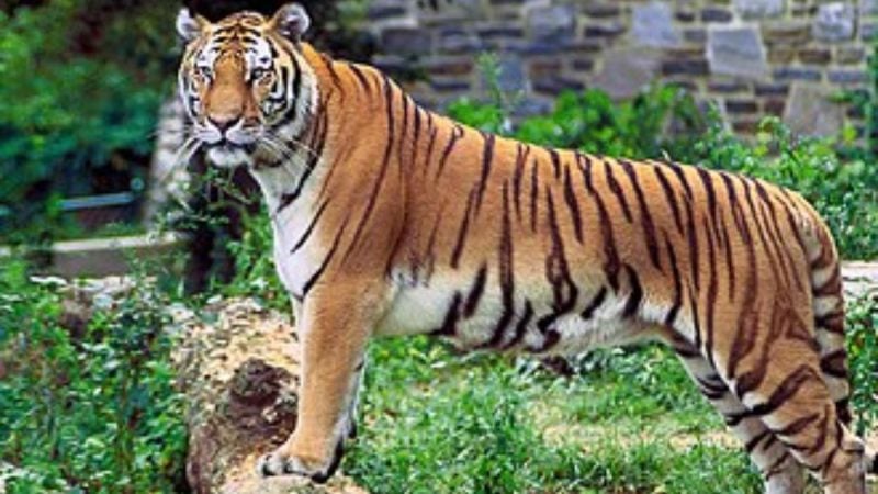Tigre listrado marrom e branco em um ambiente externo com vegetação e pedras, olhando para a lateral da cena com postura firme.