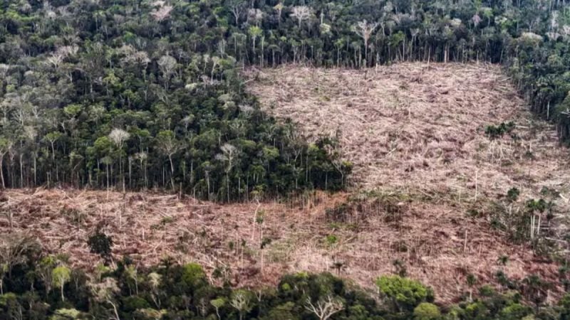 Vista aérea de uma área de floresta com clareira e vegetação rala, mostrando encostas desmatadas e áreas de arbustos secos ao lado de um trecho ainda arborizado ao fundo.