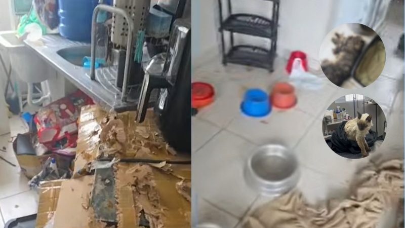 Imagens mostram ambiente em condições precárias, com sujeira e objetos espalhados, além de gatos resgatados em ocorrência de suspeita de maus-tratos a animais em Piracicaba (SP).