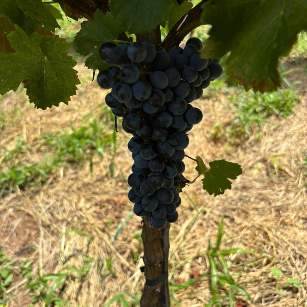 Cachos de uva escura pendurados na videira em vinhedo de Itupeva, com folhas verdes e fundo de solo com palha e plantas