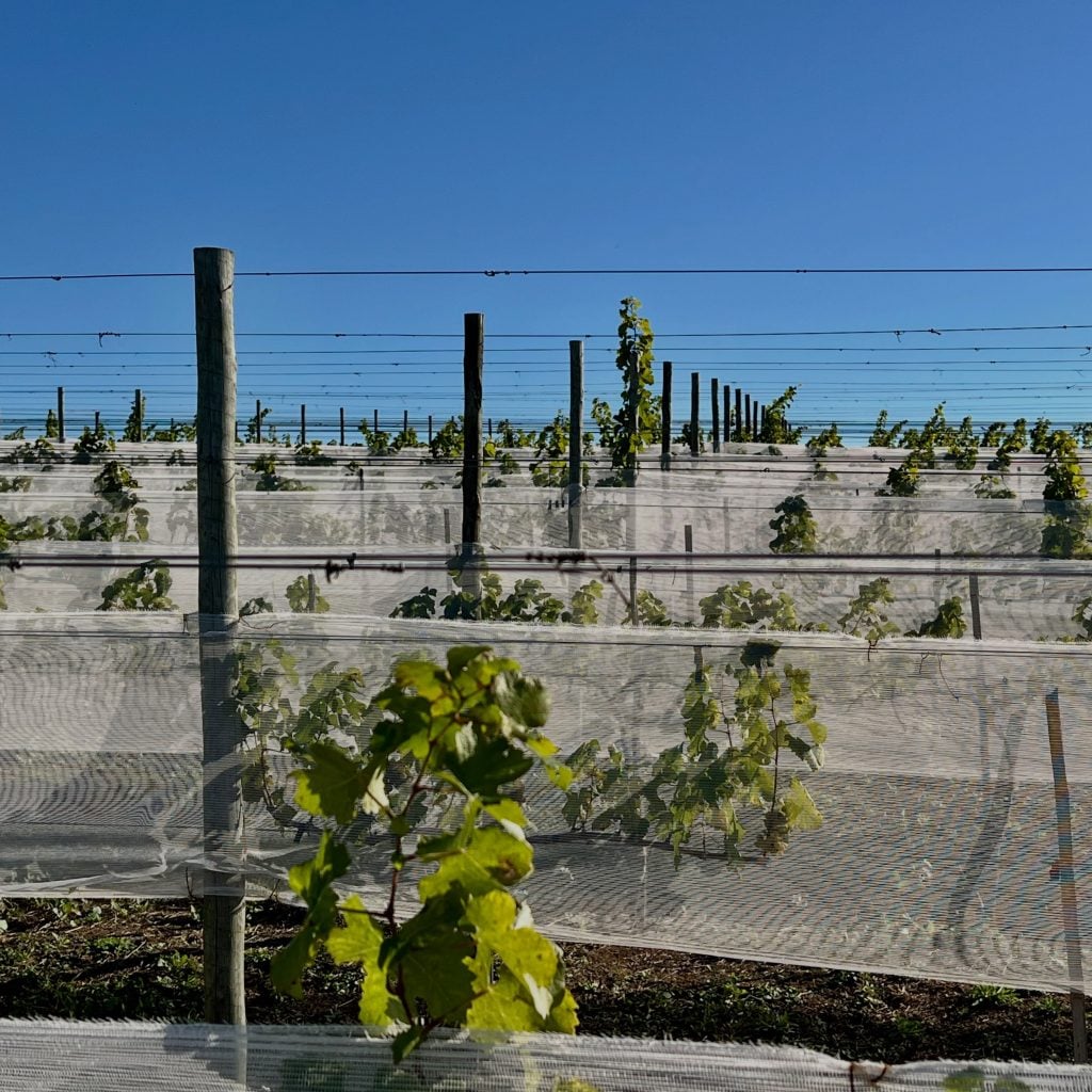 Vinhedo em Itupeva com fileiras de parreiras sustentadas por estacas e proteção com tela, ao fundo um céu azul claro