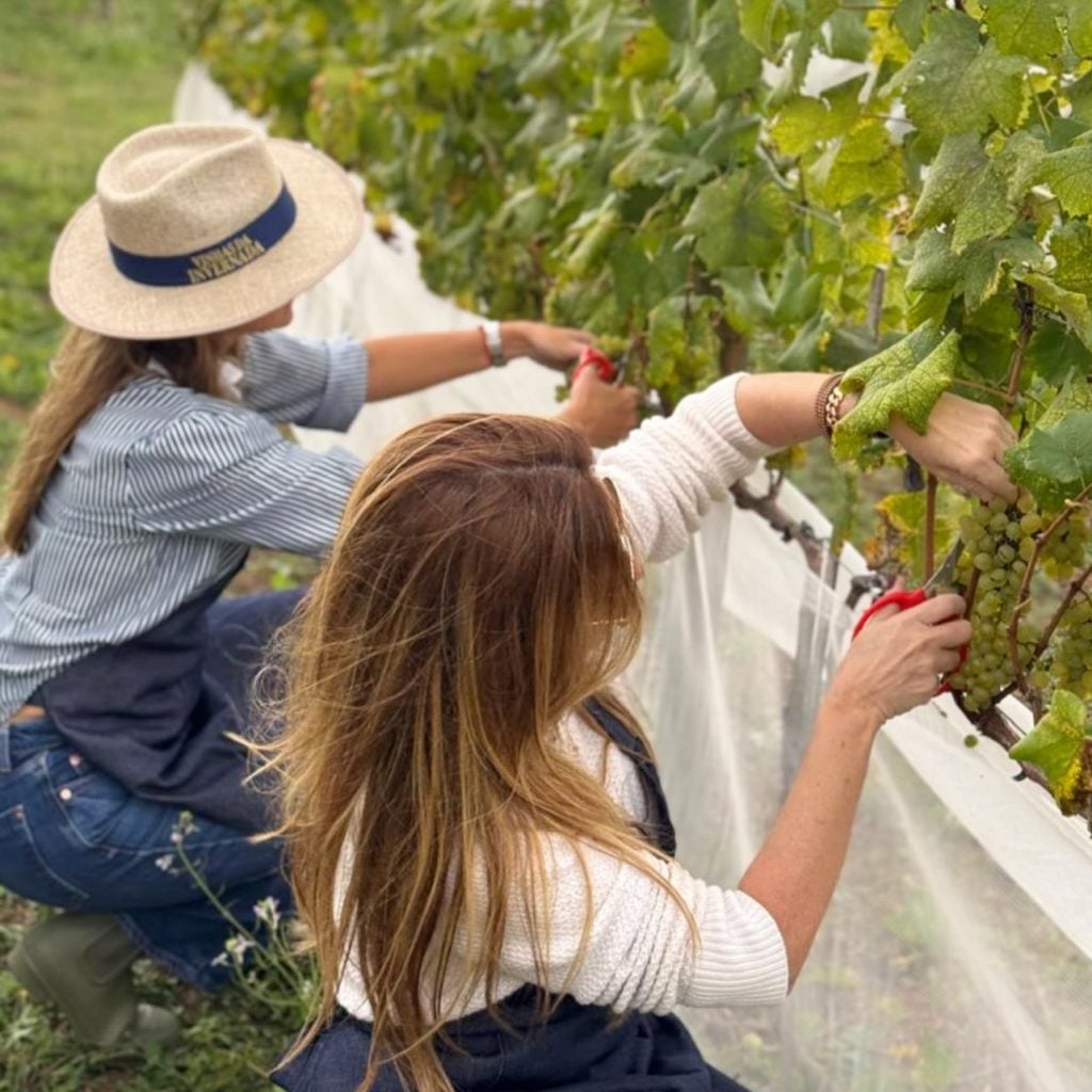 Pessoas colhendo uvas em um vinhedo, com folhas verdes e cachos maduros ao lado de redes de proteção, em Itupeva, no clima de colheita