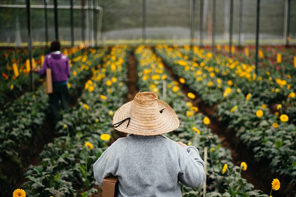 Plantação de flores em Holambra com estufa e fileiras de canteiros repletos de flores amarelas, enquanto uma pessoa observa de chapéu de palha.
