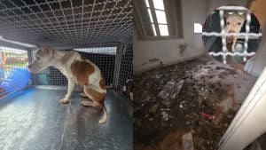 Polícia resgata cão desnutrido vítima de maus-tratos em Cubatão