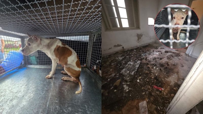 Polícia resgata cão desnutrido vítima de maus-tratos em Cubatão